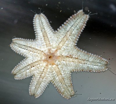 Фото Звезда морская Гусиная лапка Asterina sp.​ 01  (photo#131041)