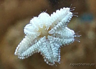 Фото Звезда морская Гусиная лапка Asterina sp.​ 01  (photo#131042)