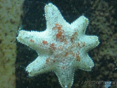 Фото Звезда морская Гусиная лапка Asterina sp.​ 02  (photo#131045)