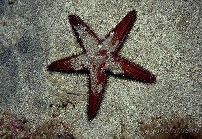 Фото Звезда морская - хохлатая Astropecten africanus  (photo#131080)