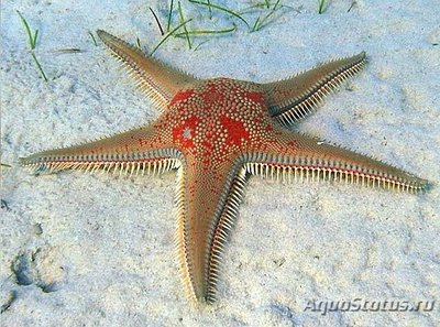 Фото Звезда морская As­tropecten aranciacus  (photo#131083)