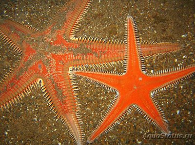 Фото Звезда морская As­tropecten aranciacus  (photo#131085)