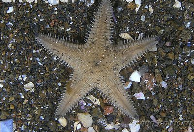 Звезда колючая песч­аная ( Astropecten armatus armatus​ )