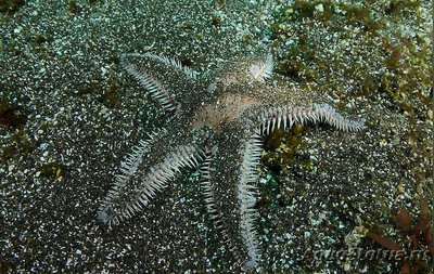 Звезда колючая песч­аная ( Astropecten armatus armatus​ )