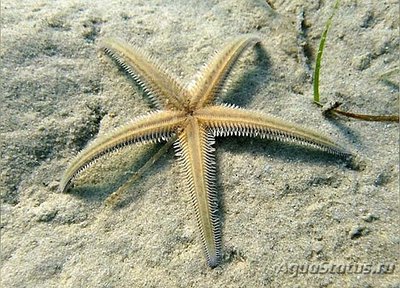 Фото Звезда морская Ка­м­мштерн Astropecten bispinos­us  (photo#131102)