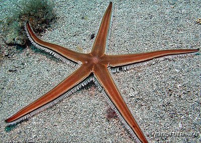 Фото Звезда морская Ка­м­мштерн Astropecten bispinos­us  (photo#131103)