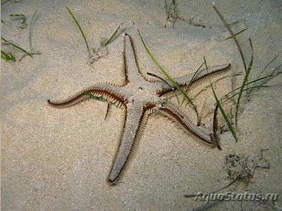 Фото Звезда морская Ка­м­мштерн Astropecten bispinos­us  (photo#131104)