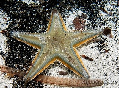 Фото Звезда морская Джонстона Astropecten jonstoni  (photo#131113)