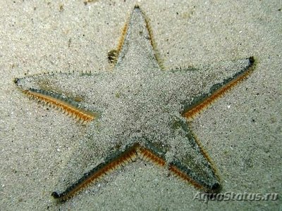 Фото Звезда морская Джонстона Astropecten jonstoni  (photo#131115)