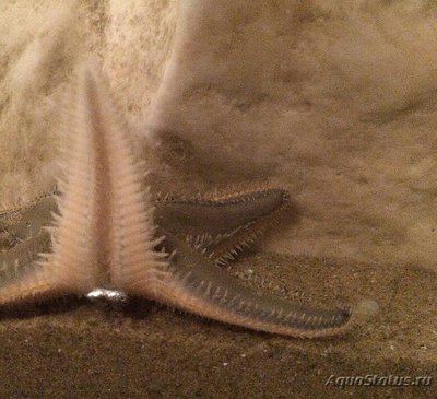 Фото Звезда морская Джонстона Astropecten jonstoni  (photo#131116)