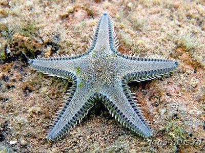 Звезда морская , гребенчатая ( Astropecten platyacanthus var. Flanaticus )