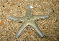 Звезда морская , гребенчатая ( Astropecten platyacanthus var. Flanaticus )