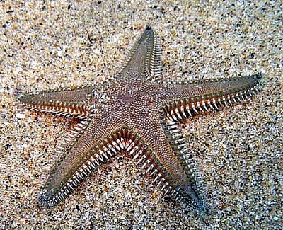 Звезда морская , гребенчатая ( Astropecten platyacanthus var. Flanaticus )