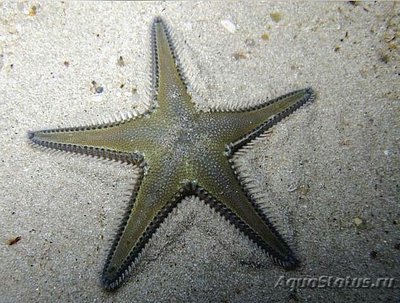 Звезда морская , гребенчатая ( Astropecten platyacanthus var. Flanaticus )