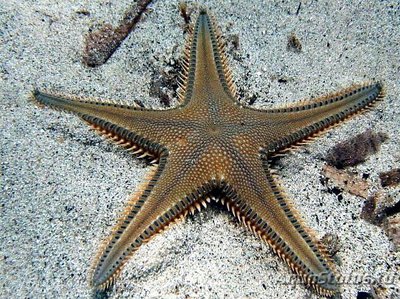 Звезда морская , гребенчатая ( Astropecten platyacanthus var. Flanaticus )