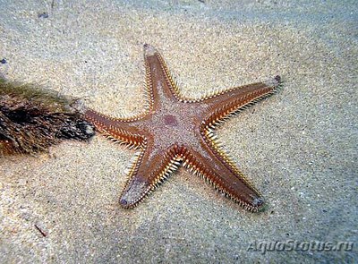 Фото Звезда морская , гребенчатая Astropecten platyacanthus var. Flanaticus  (photo#131122)