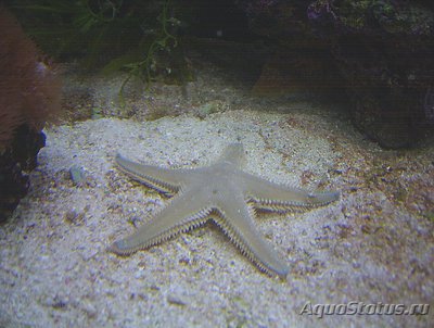 Звезда морская , гребенчатая ( Astropecten platyacanthus var. Flanaticus )