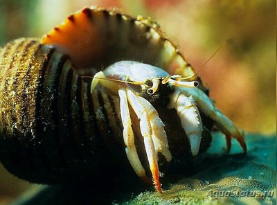 Рак - отшельник Белый ( Calcinus minutus )