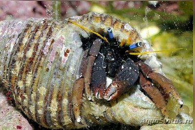 Фото Рак-отшельник Голубоглазый коралловый Calcinus morgani  (photo#131275)