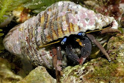 Фото Рак-отшельник Голубоглазый коралловый Calcinus morgani  (photo#131276)