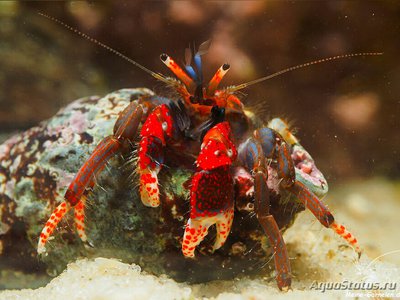 Фото Рак-отшельник трубчатый Calcinus tubularis  (photo#131307)