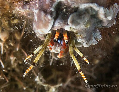 Фото Рак-отшельник трубчатый Calcinus tubularis  (photo#131310)