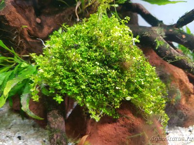 Подводный Романтик. Мой аквариум Fluval Roma 120 литров (Zlatka)