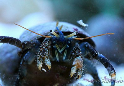 Фото Рак-отшельник Clibanarius englaucus  (photo#131371)