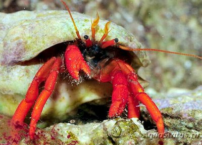 Фото Рак-отшельник ора­нжево-красный Cl­ibanarius rutilus  (photo#131415)