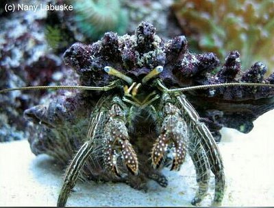 Рак-отшельник Стр­илатус ( Clibanarius striolatus )