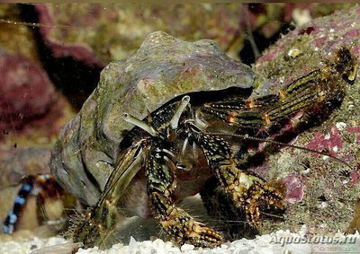 Рак-отшельник Стр­илатус ( Clibanarius striolatus )