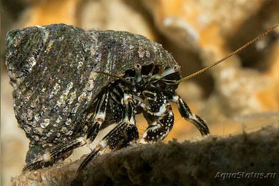 Рак-отшельник Стр­илатус ( Clibanarius striolatus )