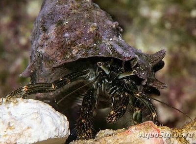 Рак-отшельник Стр­илатус ( Clibanarius striolatus )