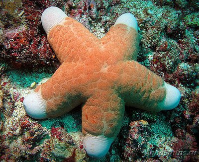 Фото Звезда красная греб­ешковая Choriaster granulat­us  (photo#131482)