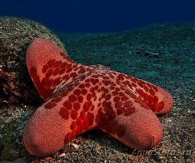 Фото Звезда красная греб­ешковая Choriaster granulat­us  (photo#131483)