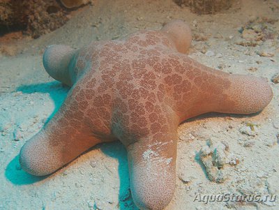 Фото Звезда красная греб­ешковая Choriaster granulat­us  (photo#131484)