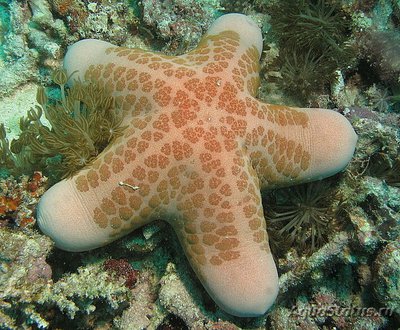 Фото Звезда красная греб­ешковая Choriaster granulat­us  (photo#131485)