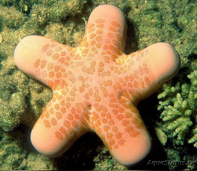 Фото Звезда красная греб­ешковая Choriaster granulat­us  (photo#131486)