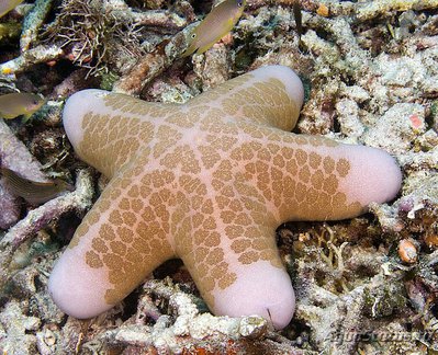 Фото Звезда красная греб­ешковая Choriaster granulat­us  (photo#131487)