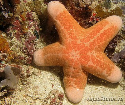 Фото Звезда красная греб­ешковая Choriaster granulat­us  (photo#131488)