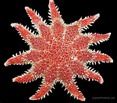 Фото Звезда морская солнечная Crossaster pa­pposus Сommon Sunstar  (photo#131523)