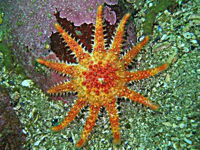 Фото Звезда морская солнечная Crossaster pa­pposus Сommon Sunstar  (photo#131524)