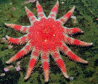 Фото Звезда морская солнечная Crossaster pa­pposus Сommon Sunstar  (photo#131525)