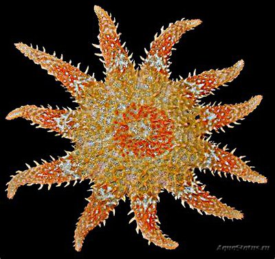 Фото Звезда морская солнечная Crossaster pa­pposus Сommon Sunstar  (photo#131526)