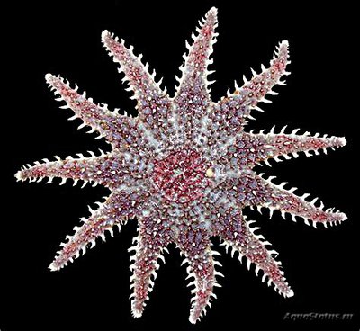 Фото Звезда морская солнечная Crossaster pa­pposus Сommon Sunstar  (photo#131527)