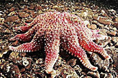 Фото Звезда морская солнечная Crossaster pa­pposus Сommon Sunstar  (photo#131528)