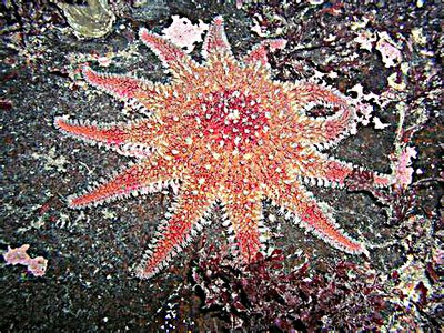 Фото Звезда морская солнечная Crossaster pa­pposus Сommon Sunstar  (photo#131529)