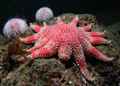 Фото Звезда морская солнечная Crossaster pa­pposus Сommon Sunstar  (photo#131532)