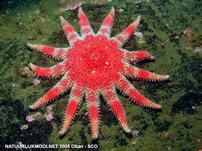 Фото Звезда морская солнечная Crossaster pa­pposus Сommon Sunstar  (photo#131533)