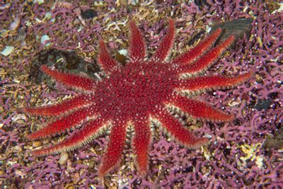 Фото Звезда морская солнечная Crossaster pa­pposus Сommon Sunstar  (photo#131534)